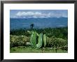 Green Python, Wahgi Valley, Papua New Guinea by Alan Root Limited Edition Print