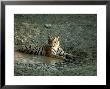 Tiger, Cooling In Waterhole, India by Vivek Sinha Limited Edition Print