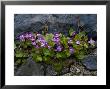 Ivy-Leaved Toadflax Growing In Wall, Isle Of Iona, Scotland by Iain Sarjeant Limited Edition Print