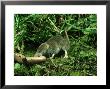 Pygmy Shrew, Oxon, Uk by Tim Shepherd Limited Edition Pricing Art Print