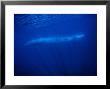 Fin Whale, Under Surface, Azores, Portugal by Gerard Soury Limited Edition Print