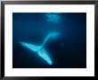 Southern Right Whale, Calf, Pa by Gerard Soury Limited Edition Print