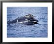 Southern Right Whale, Feeding, Valdes Peninsula by Gerard Soury Limited Edition Print