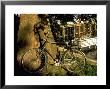 Bicycle And Tree, Hoorn, North Holland by Walter Bibikow Limited Edition Print