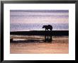 Grizzly Bear, Dawn, Ursus Arctos Middendorffi, Ak by Robert Franz Limited Edition Print