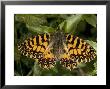 Zerynthia Polyxena In Its Darker Orange Form, Mani Peninsula, Greece by Bob Gibbons Limited Edition Print