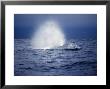 Sei Whale, Surfacing, Azores, Portugal by Gerard Soury Limited Edition Print