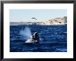 Southern Right Whale, Juvenile, Peninsula Valdes by Gerard Soury Limited Edition Print