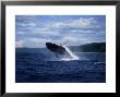 Humpback Whale, Breaching, Polynesia by Gerard Soury Limited Edition Print