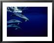 Short-Beaked Common Dolphin, Tenerife, Canary Isles by Gerard Soury Limited Edition Print