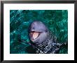 Irrawaddy Dolphins, Jaya Anca Aquarium, Indonesia by Gerard Soury Limited Edition Print