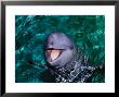 Irrawaddy Dolphins, Jaya Anca Aquarium, Indonesia by Gerard Soury Limited Edition Print