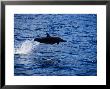 Long-Snouted Spinner Dolphin, Jumping, Brazil by Gerard Soury Limited Edition Print
