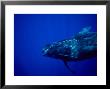 Short-Finned Pilot Whales, Tenerife, Spain by Gerard Soury Limited Edition Print