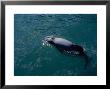 Hectors Dolphins, Blowhole, New Zealand by Gerard Soury Limited Edition Print