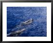 Melon-Headed Whale, With Calf, Polynesia by Gerard Soury Limited Edition Print