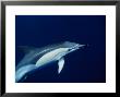 Short-Nosed Common Dolphin, Underwater, Portugal by Gerard Soury Limited Edition Print