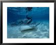 Hawai Sting Ray, With Diver, Polynesia by Gerard Soury Limited Edition Print