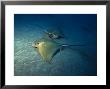 Blue Sting Ray, Tenerife, Spain by Gerard Soury Limited Edition Pricing Art Print