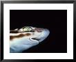 Marbled Catshark, Head And Eye, Indonesia by Gerard Soury Limited Edition Print