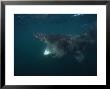 Basking Shark, Feeding On Plankton, Uk by Gerard Soury Limited Edition Print