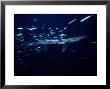 Blue Shark, With Sardines, Usa by Gerard Soury Limited Edition Print