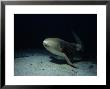 Zebra Shark, Swimming, Thailand by Gerard Soury Limited Edition Print