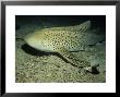 Zebra Shark, With Remora, Thailand by Gerard Soury Limited Edition Print