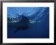 Whale Shark, With Pilot Fish, Australia by Gerard Soury Limited Edition Print