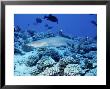 Whitetip Reef Shark, Swimming, Polynesia by Gerard Soury Limited Edition Pricing Art Print