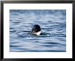 Grey Seal, Eating Fish, North Sea by Gerard Soury Limited Edition Print