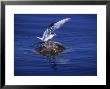 Loggerhead Turtle, With Tern On Back, Azores, Atlantic Ocean by Gerard Soury Limited Edition Print