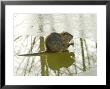Coypu Or Nutria On Frozen River Feeding, France by Gerard Soury Limited Edition Print