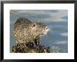 Coypu Or Nutria, Sitting On Rock, France by Gerard Soury Limited Edition Print