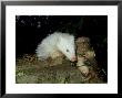 Badger, Uk by Les Stocker Limited Edition Print