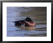 Baers Pochard, Male, Endangered by David Tipling Limited Edition Pricing Art Print