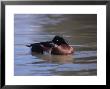 Baers Pochard, Male, Endangered by David Tipling Limited Edition Print