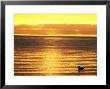 Gull And Sea At Dusk by David Tipling Limited Edition Pricing Art Print