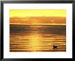 Gull And Sea At Dusk by David Tipling Limited Edition Print