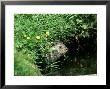 European Otter, Suffolk by David Tipling Limited Edition Pricing Art Print
