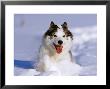 Husky Dog, Alaska by David Tipling Limited Edition Print