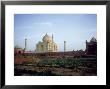 Taj Mahal, India by Satyendra K. Tiwari Limited Edition Print