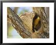 Rufous Hornero, Bird Making Mud Nest In Fork Of Tree, Brazil by Roy Toft Limited Edition Print