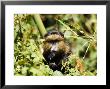 Golden Monkey, Feeding, Volcanoes National Park, Rwanda by Ariadne Van Zandbergen Limited Edition Print