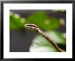 Savanna Vine Snake Or Savanna Twig Snake (Thelotornis Capensis), Zanzibar by Ariadne Van Zandbergen Limited Edition Pricing Art Print