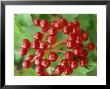 Guelder Rose, Berries, Sussex, Uk by Ian West Limited Edition Print