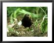 Blackbird, With Worm, Uk by Ian West Limited Edition Print
