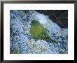 Antipodus Parakeet, Antipodes Islands by Kim Westerskov Limited Edition Print