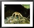 Brittle Star, St. Johns Reef, Red Sea by Mark Webster Limited Edition Print