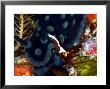 Imperial Shrimp, Riding On Nudibranch, Indonesia by Mark Webster Limited Edition Pricing Art Print
